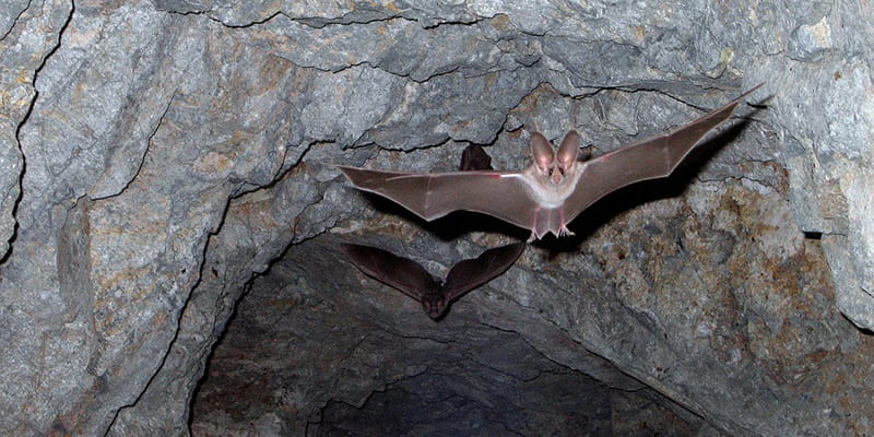 bats flying within a cave
