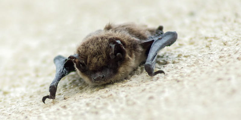 baby bat laying on a piece of carpet