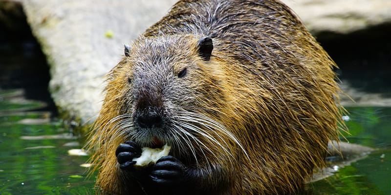 beaver eating while wading through water