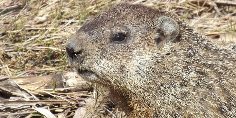 How to Figure out What Type of Animal Is Living in or around Your CT Home How to Figure out What Type of Animal Is Living in or around Your CT Home