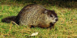 woodchuck tunnels groundhog