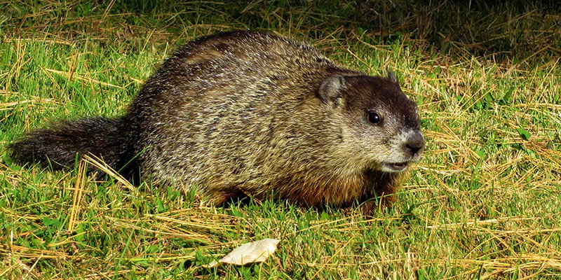 groundhog walking through grass