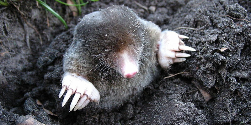 mole poking its head out of a tunnel entrance