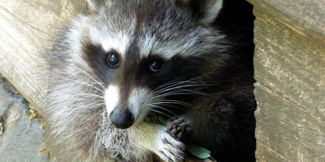 raccoon sneaking through a hole on the side of a garage