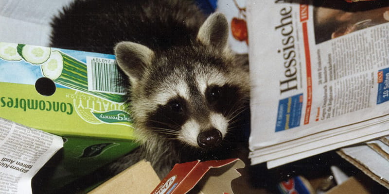 baby raccoon playing in a pile of garbage