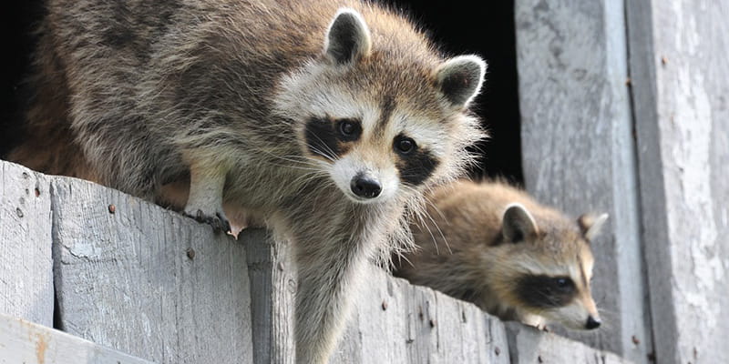 Crying Sounds Coming From The Attic - Soon! - Gates' Wildlife Control