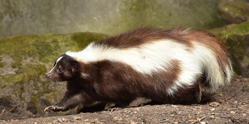 skunk walking across a tree branch