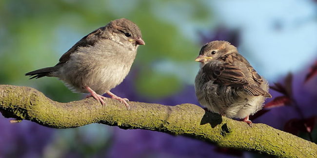 two sparrows chatting away on a tree branch