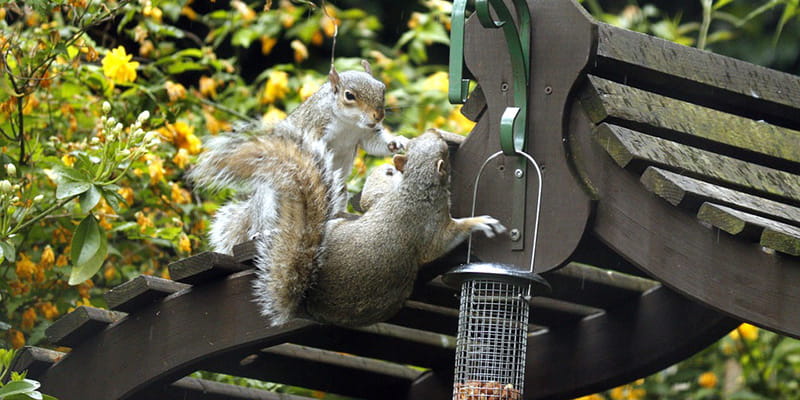 two squirrels try to eat out of a hanging birdfeeder