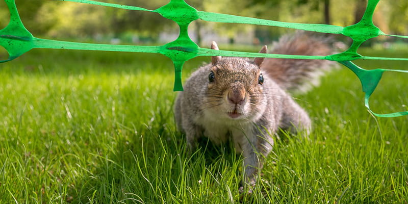 squirrel walking beneath a green vinyl fence