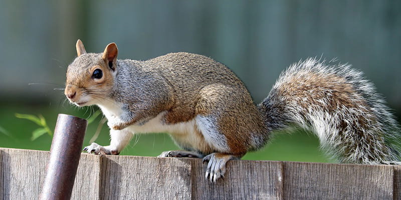 squirrel jumping a fence with a pole leaning against it