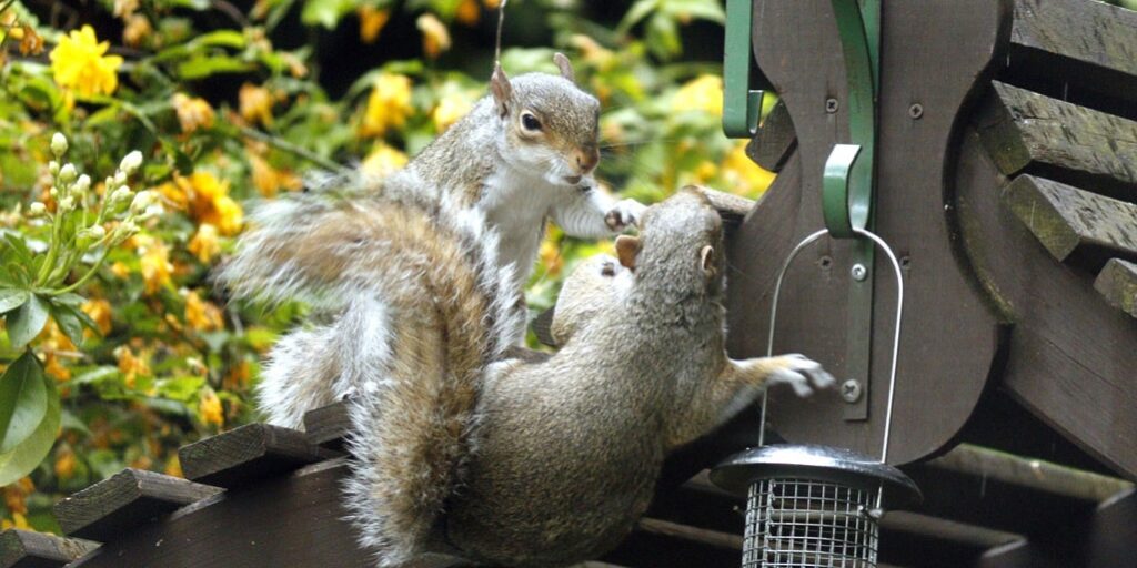 squirrels playing around a birdfeeder