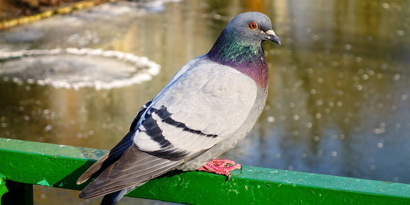 city pigeon hanging out on a green rail over a pond
