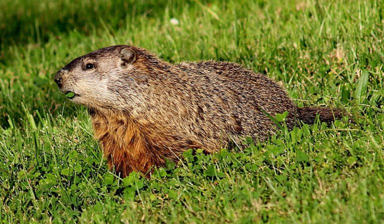 Groundhog Removal Services CT | Anderson Wildlife Control