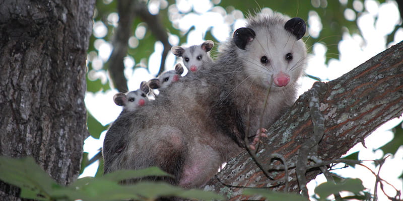 opossum in a tree with babies on it's back