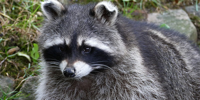 raccoon wandering through yards with ears up