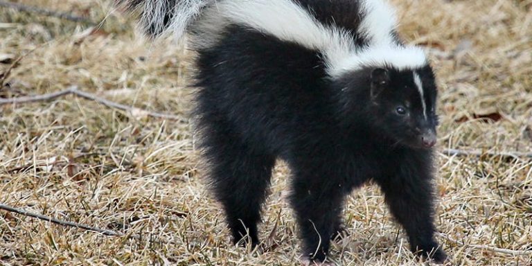 Expert Skunk Removal Services CT | Skunk Control & Humane Removal