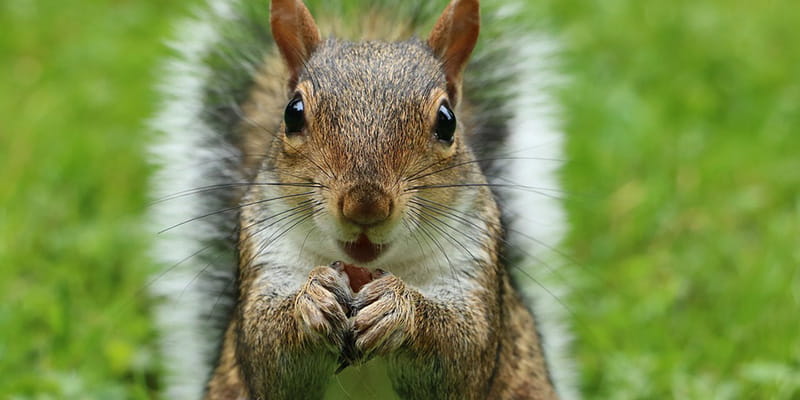 squirrel staring into camera munching on an acorn
