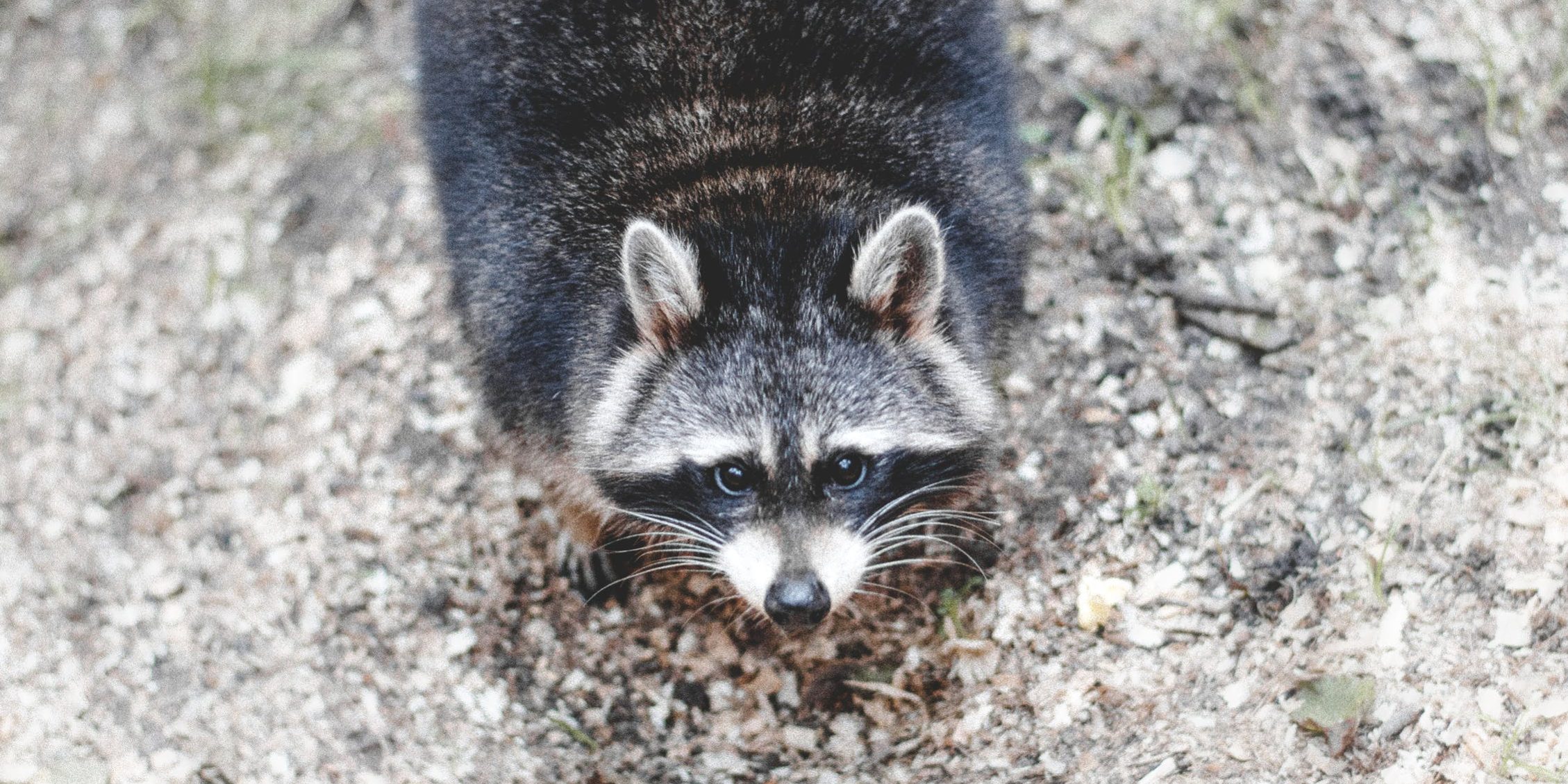 raccoon