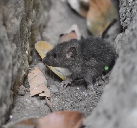 Signs You Might Have Critters in Your Walls - Anderson Wildlife Control Signs You Might Have Critters in Your Walls - Anderson Wildlife Control