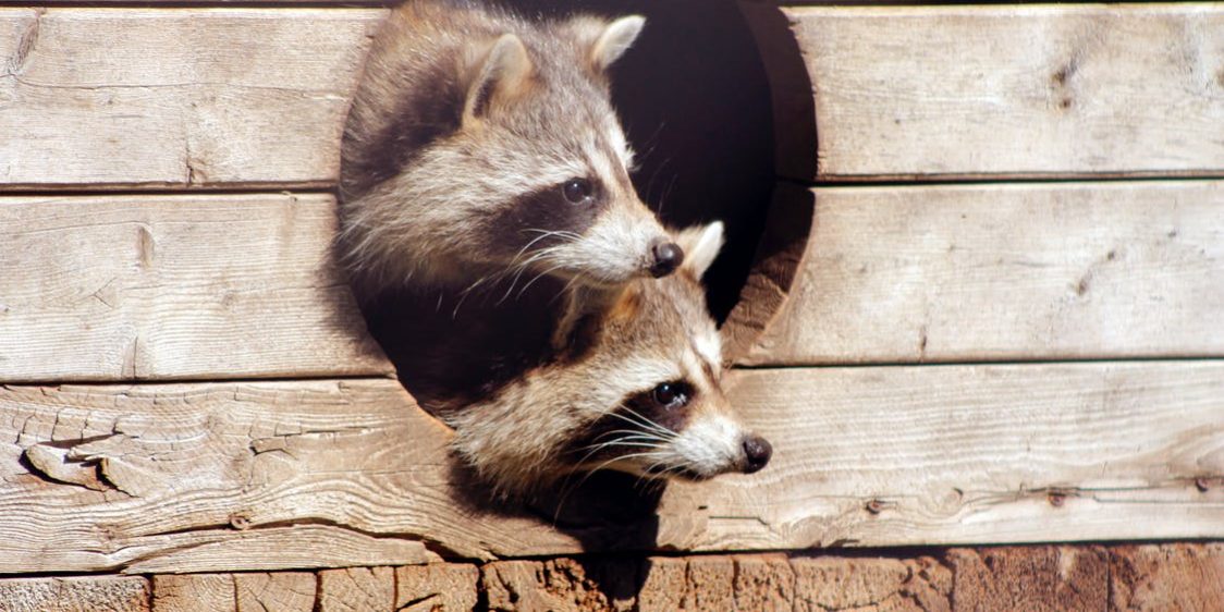 raccoons