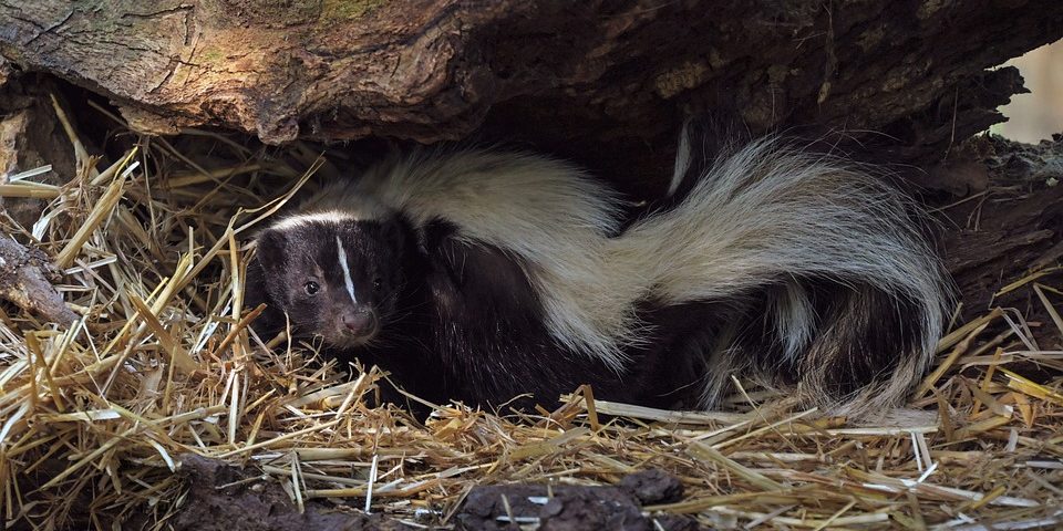 skunk