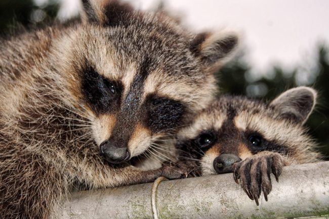 raccoons