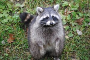 raccoon