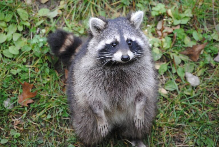 How to Tell If a Raccoon You See During the Day Has Rabies