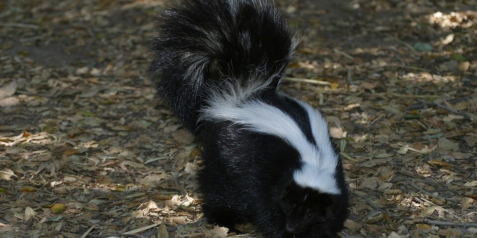 Skunk Removal