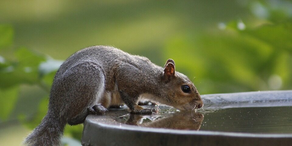 squirrel drinking water