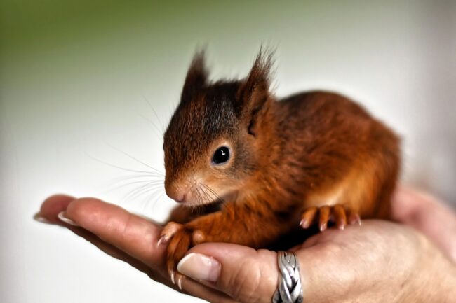 baby Squirrel