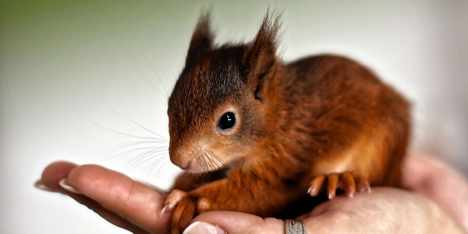 baby Squirrel