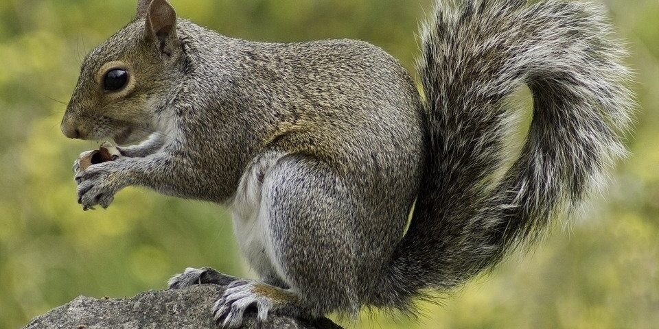 SQUIRREL