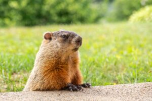 What to Do If a Groundhog Burrows under Your Shed or Deck