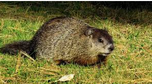 woodchuck
