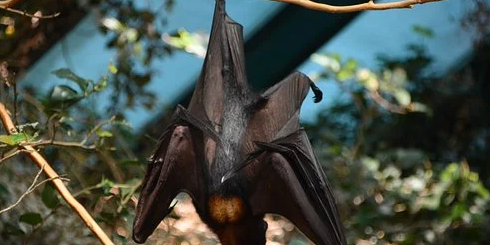 bat