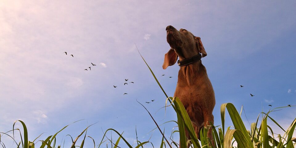 How to Make Your Dog Feel Comfortable in a New Home