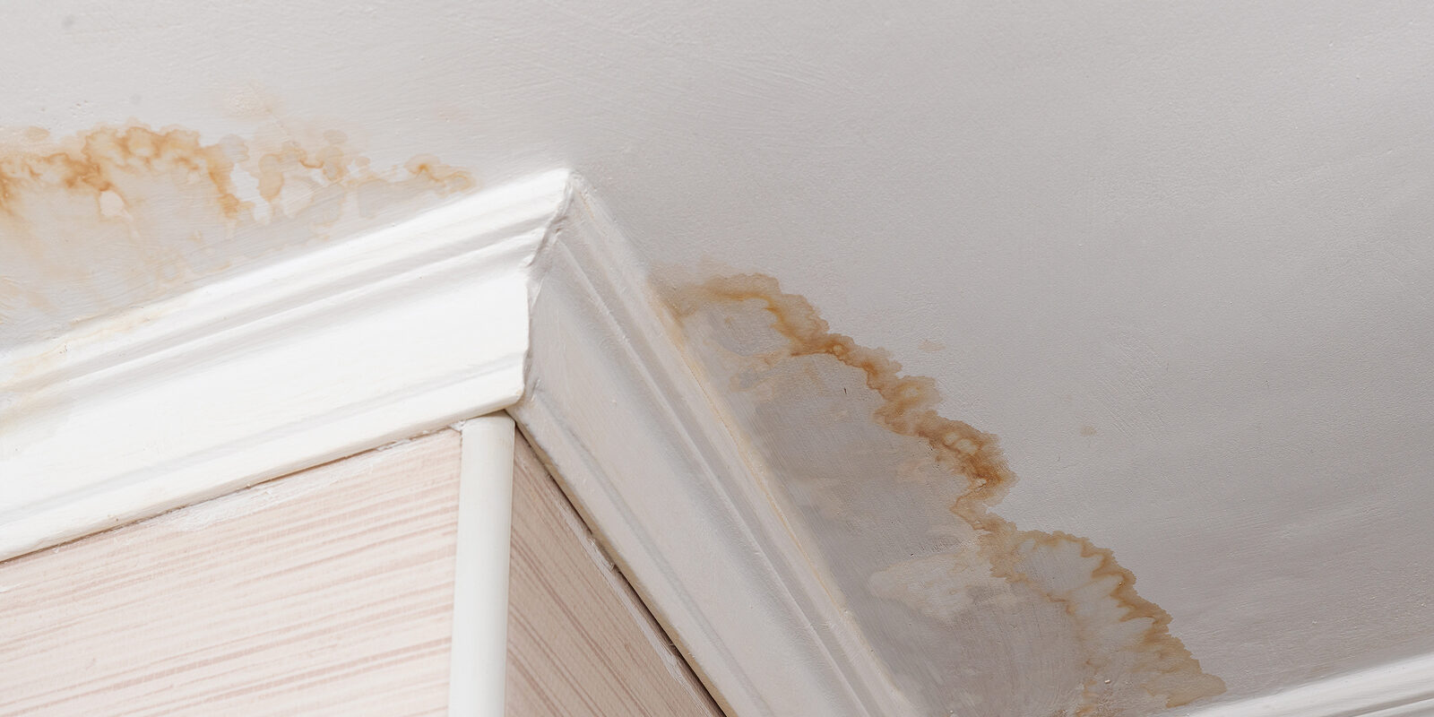 3 Tips to Keep Animals from Damaging Your Roof