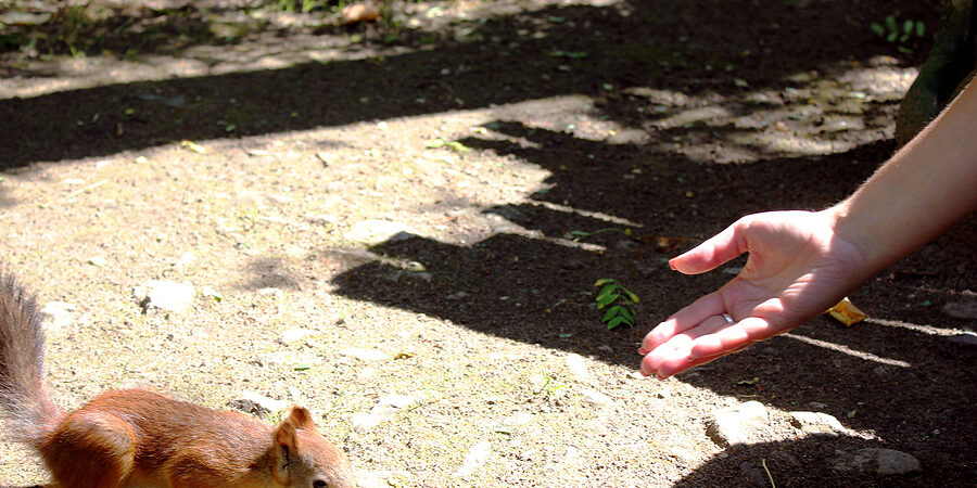 The Squirrel Eats The Nut From The Palm Of His Hand In The Park.
