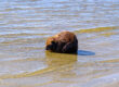 A Beaver Basks In The Spring Sun On The Shore Of The Baltic Sea.
