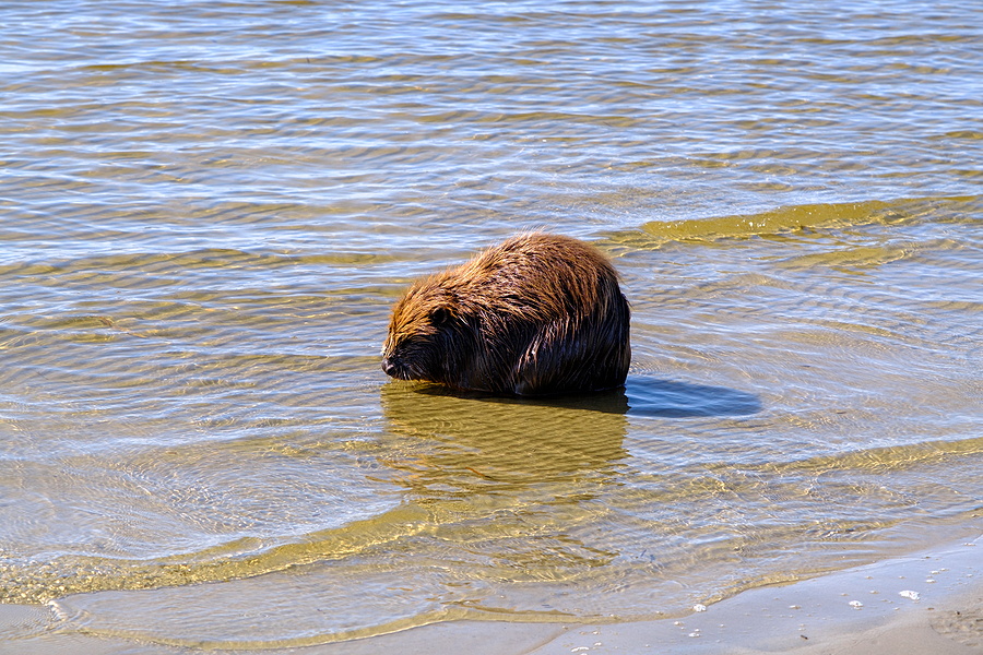 Managing Beaver Encounters