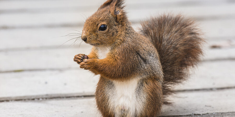 Squirrel removal by Anderson Wildlife