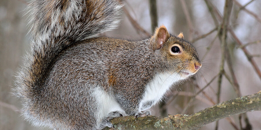 tree squirrel