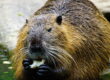beaver control in ct