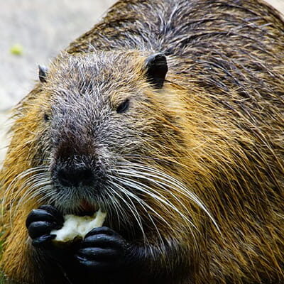 beaver control in ct