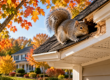 Autumn Squirrel Exploring the Attic Roof